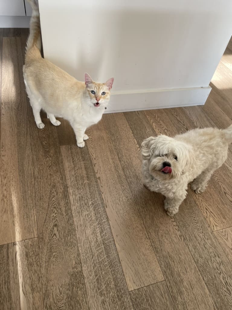 A white cat and a dog standing on the floor