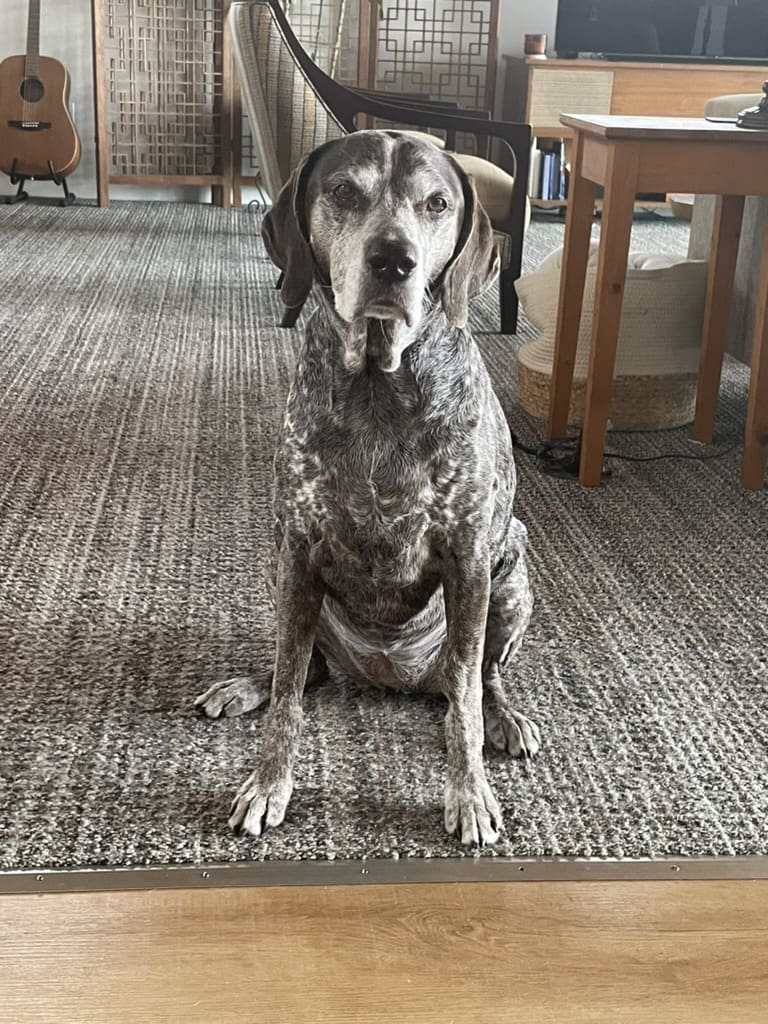 A dog sitting on the floor of a room.