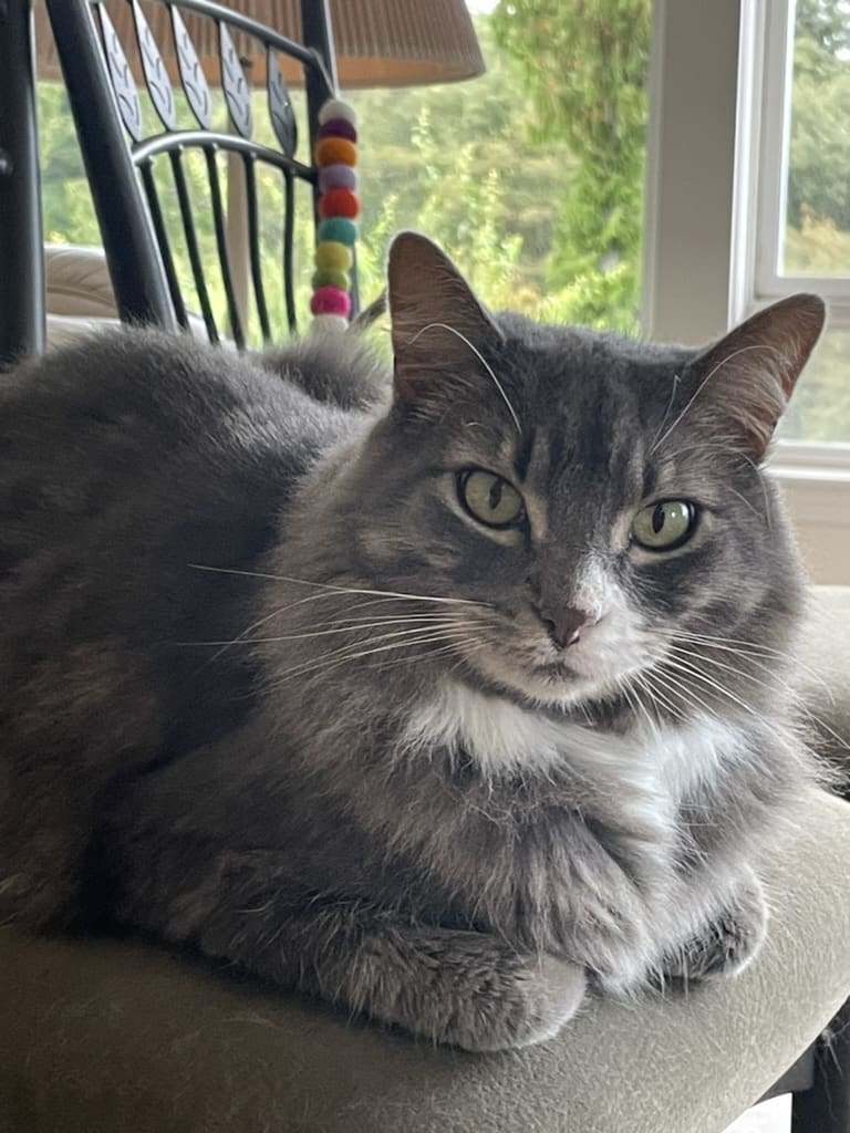 A cat sitting on top of the floor next to a window.