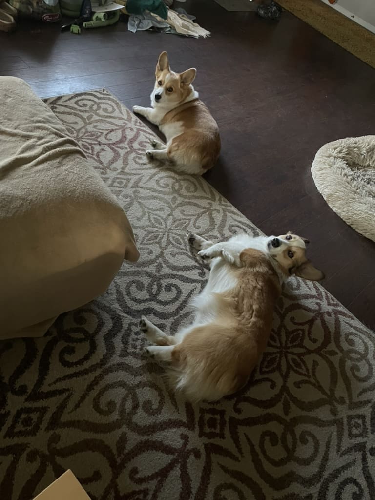 Two dogs laying on the floor next to a couch.