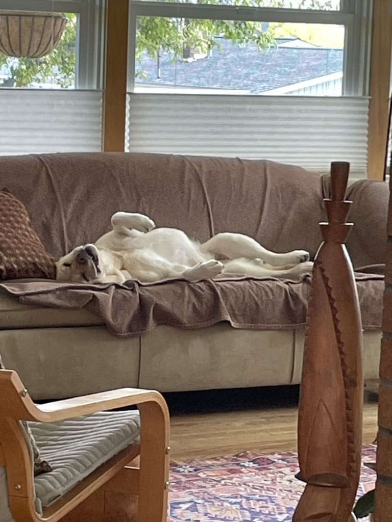 A dog laying on the couch in front of a window.