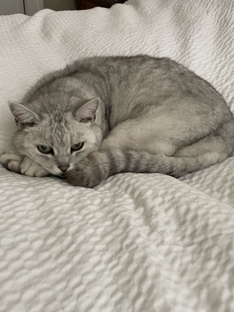 A cat is laying on the bed and looking at something.