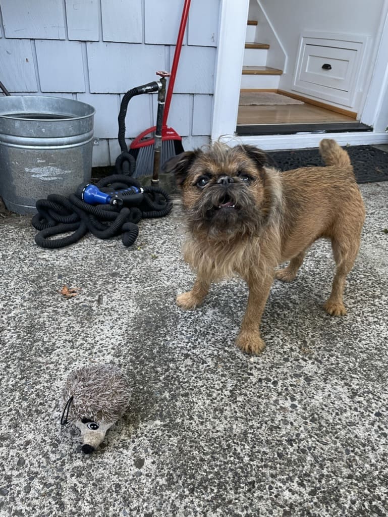 A small dog standing on the ground next to a cat.