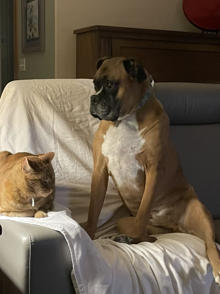 A cat and dog sitting on the couch