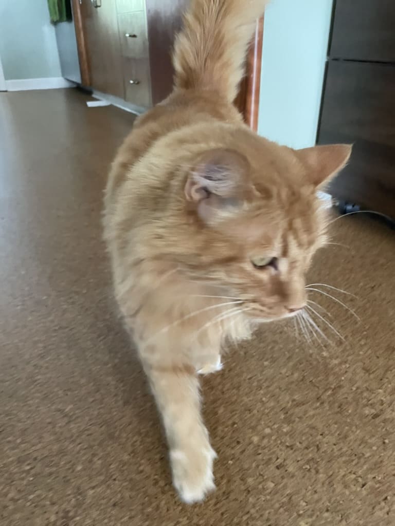 A cat is walking on the floor in front of a door.