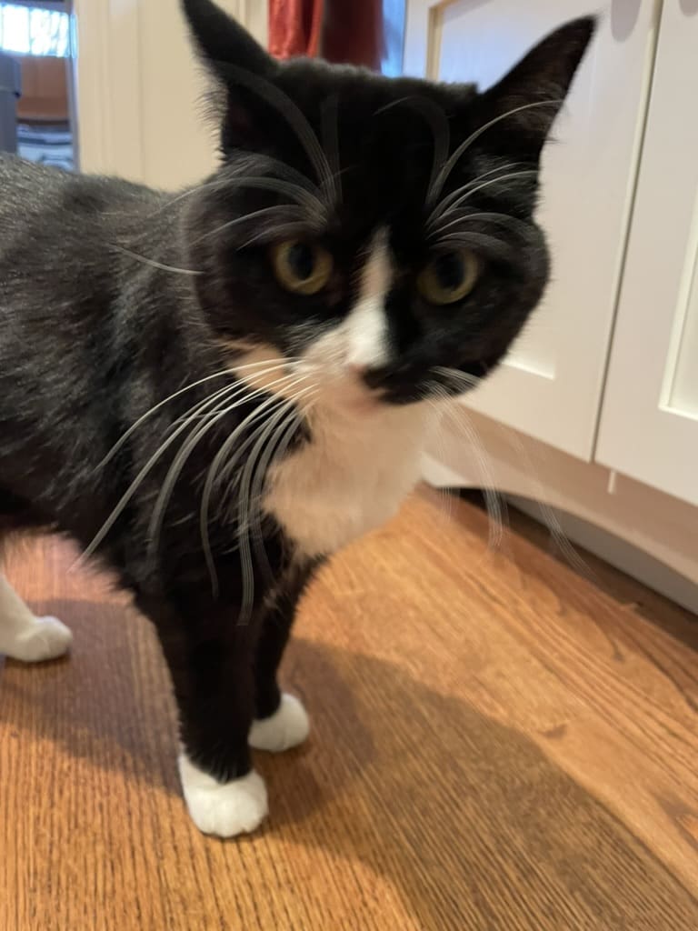 A black and white cat standing on the floor