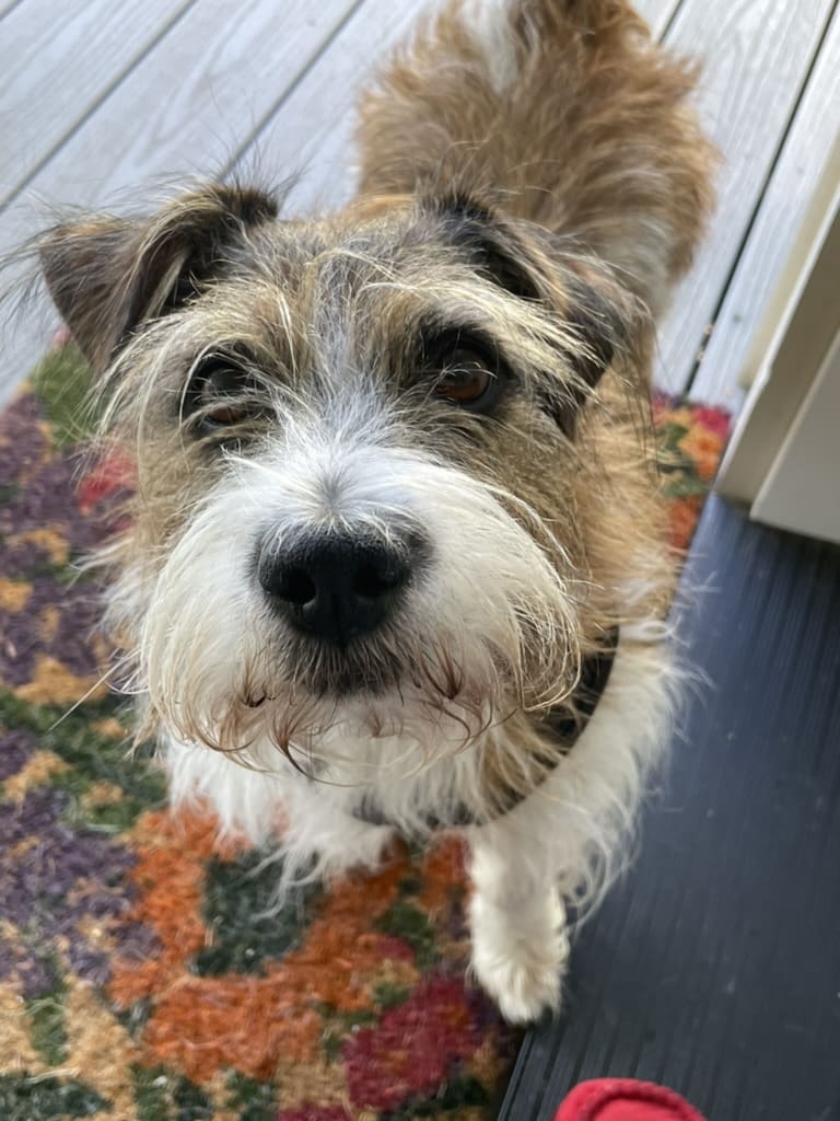 A dog is standing on the floor looking up.