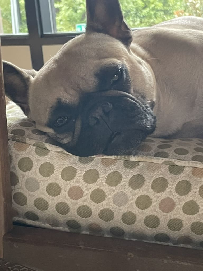 A dog laying on top of a bed with its head resting on the pillow.