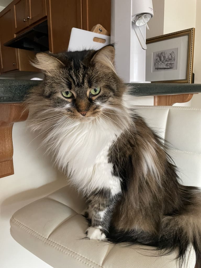 A cat sitting on top of a white couch.