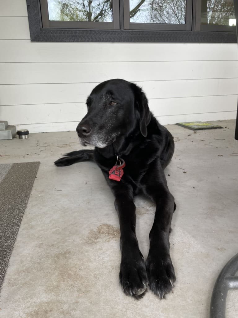 A black dog laying on the ground in front of a wall.