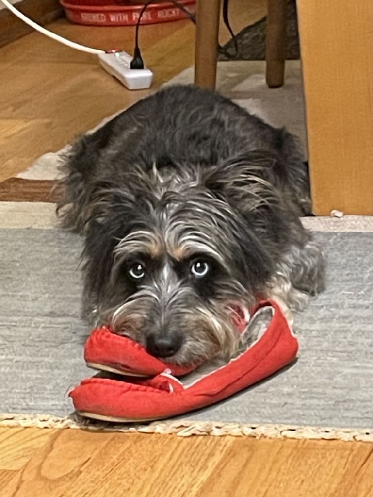 A dog is playing with a pair of shoes.