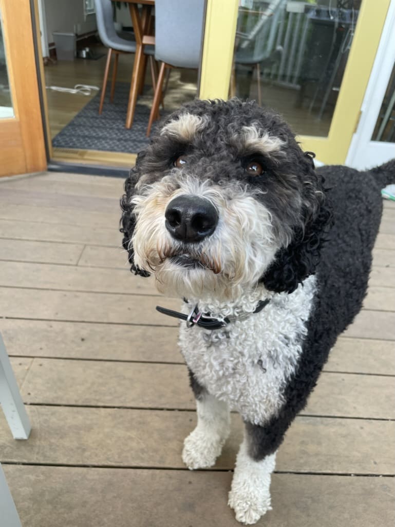 A black and white dog standing on top of a wooden deck.