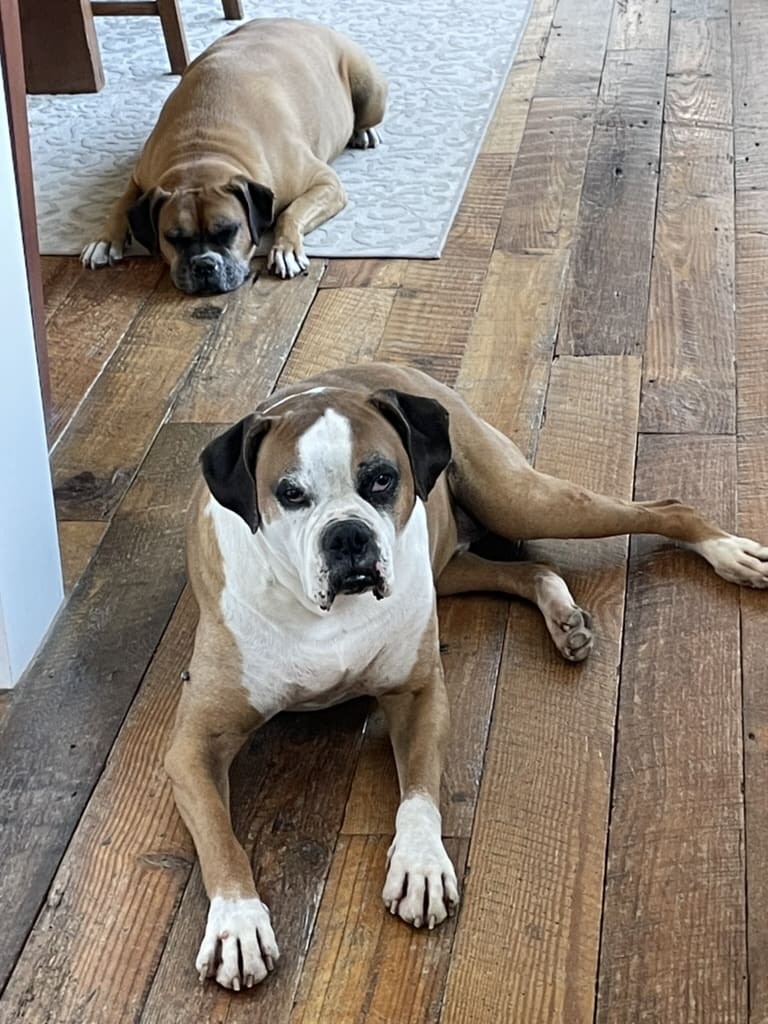 Two dogs laying on the floor of a house.