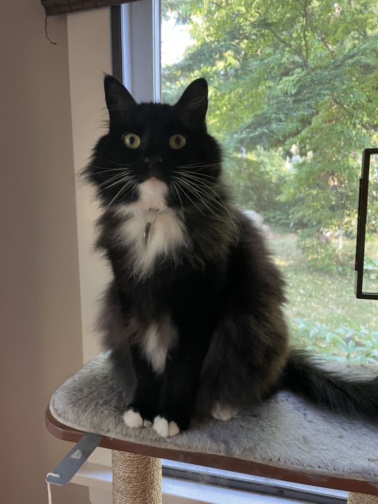 A cat sitting on top of a window sill.