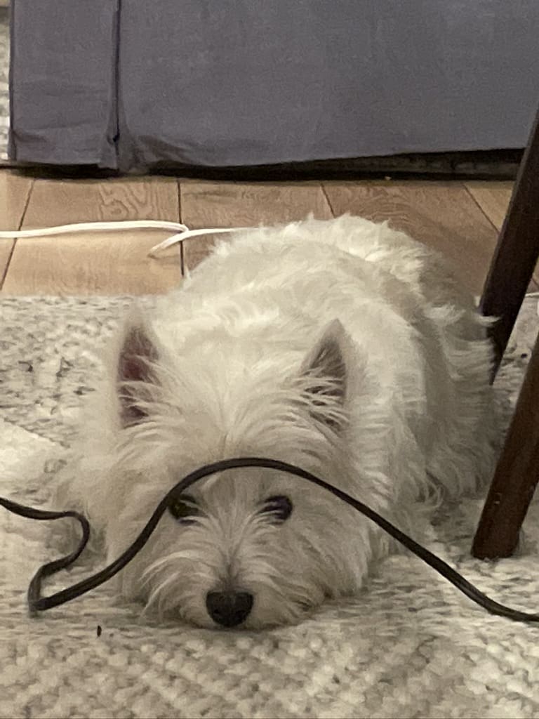 A white dog laying on the floor with its head hanging over a chair.