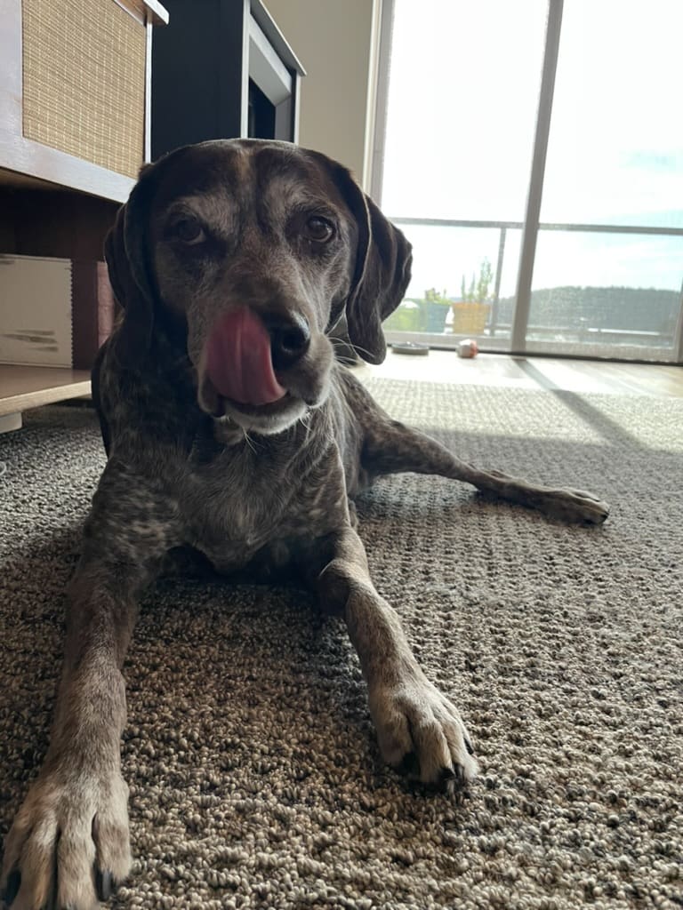 A dog laying on the floor of a room.