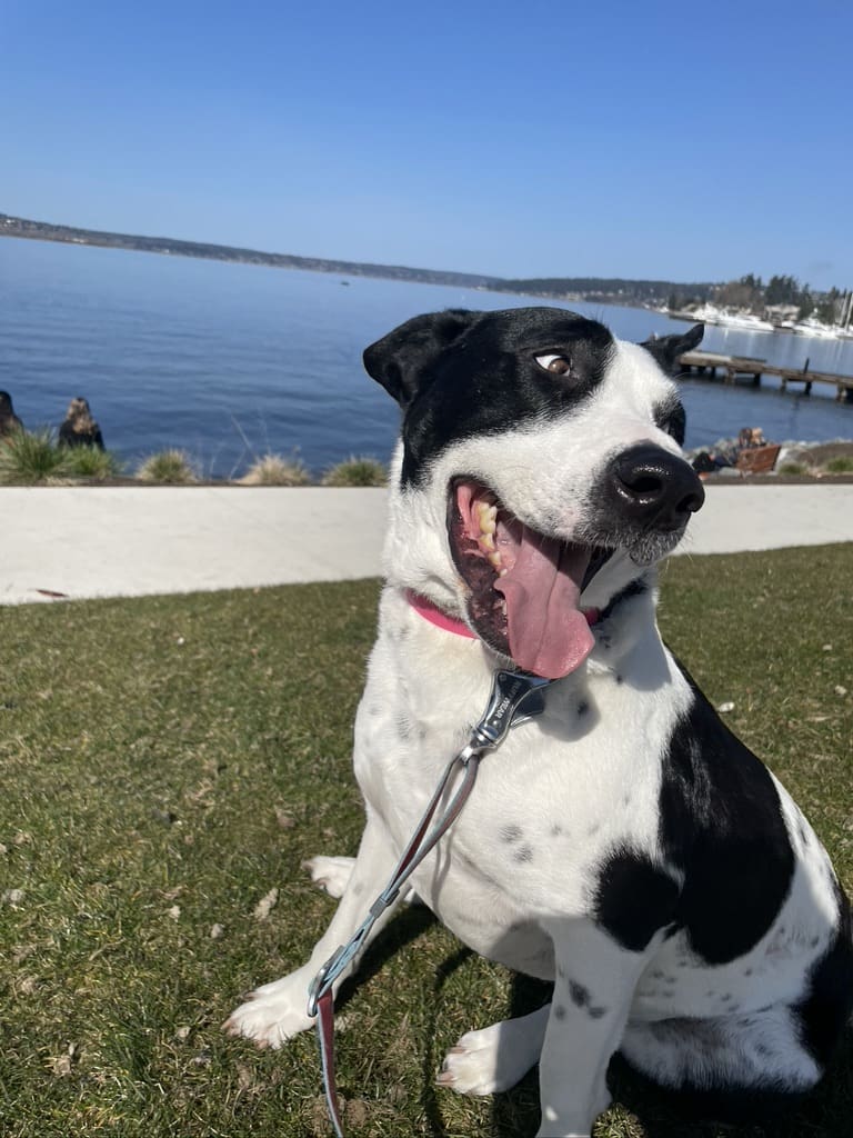 A black and white dog sitting on top of grass.