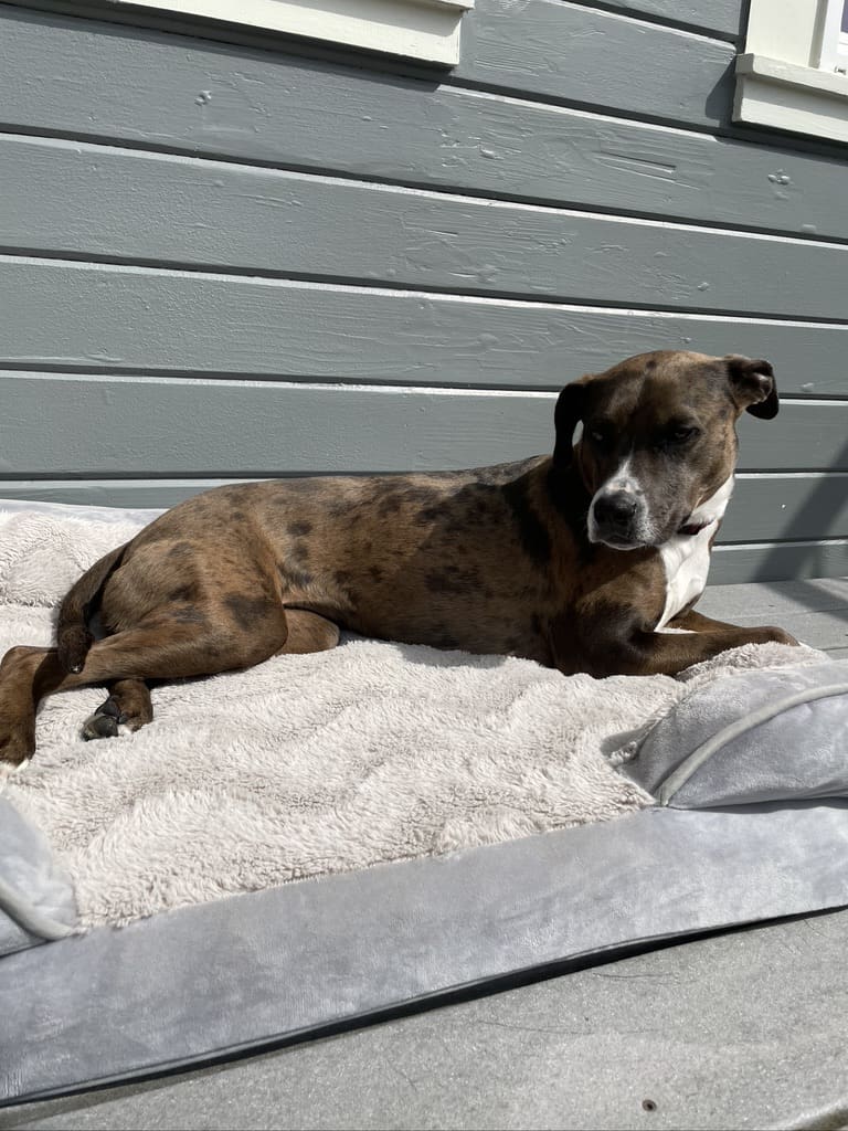 A dog laying on top of a bed.