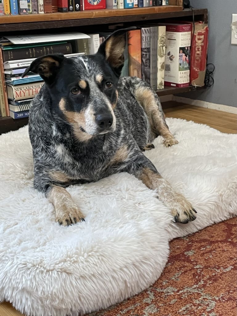 A dog laying on top of a rug.